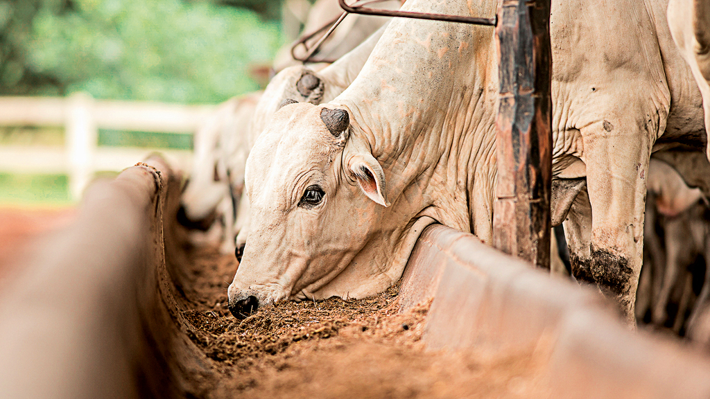 7 erros de gestão que impedem a fazenda de dar lucro