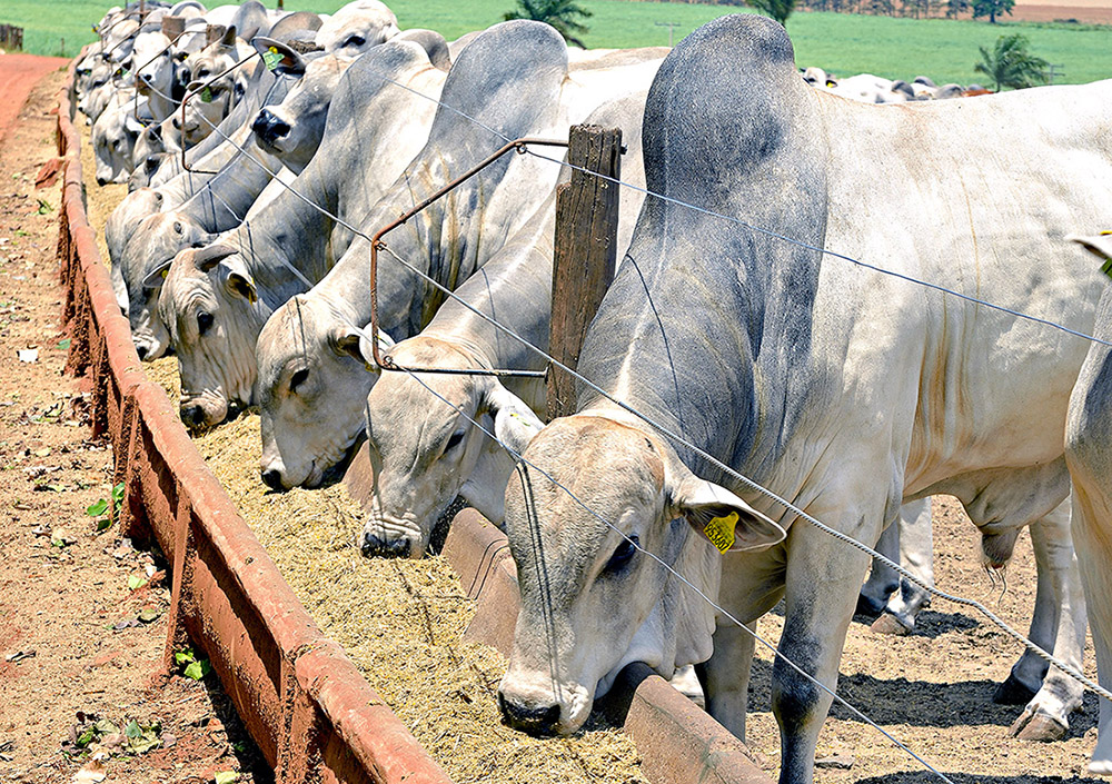 Principais indicadores de gestão agropecuária que todo produtor precisa acompanhar