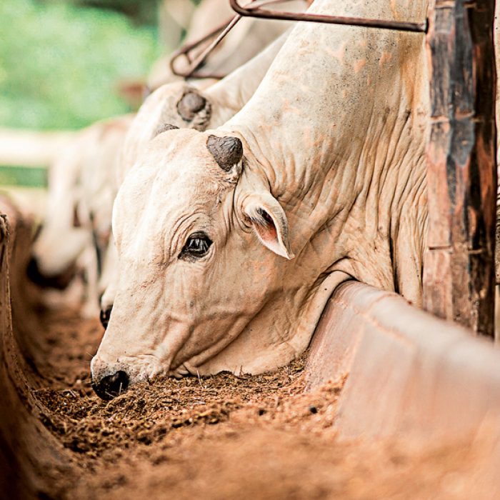 7 erros de gestão que impedem a fazenda de dar lucro