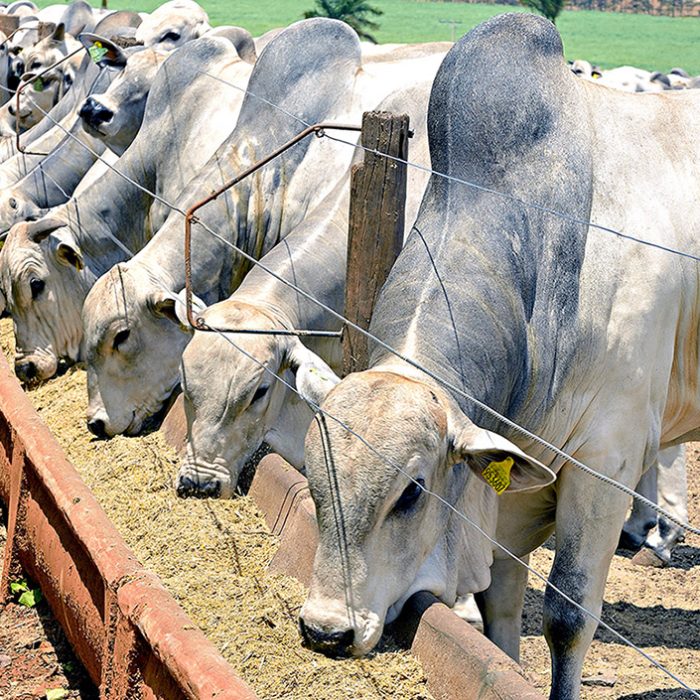 Principais indicadores de gestão agropecuária que todo produtor precisa acompanhar